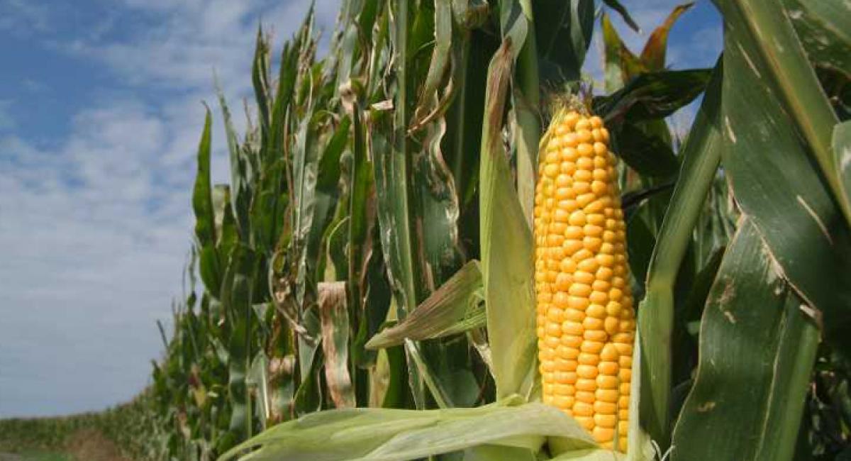 Maize farmers reap rich dividends